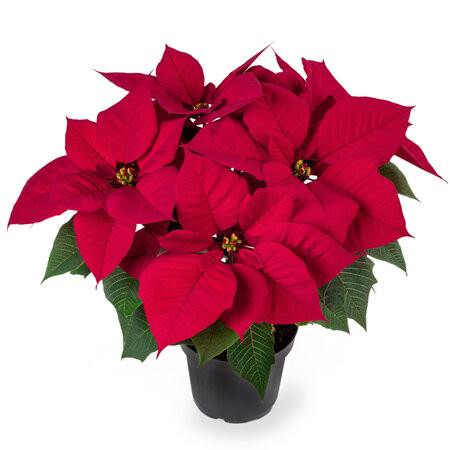 Euphorbia Blissful Red 25/40