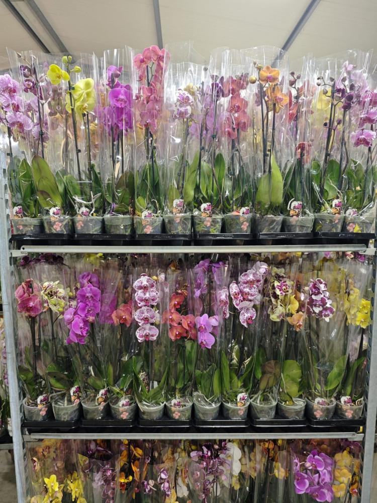 Phal A2 2-tak Phalaenova Mix 12/60