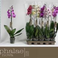 Phal A2 2-tak Phalaenova Mix 12/60 - B112898_0015055028_H_1