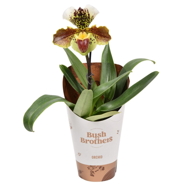 Paphiopedilum 1 Amerika 12/35