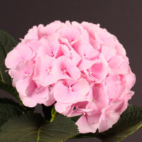 Hydr S Verena Pink 90 cm X5 Holland