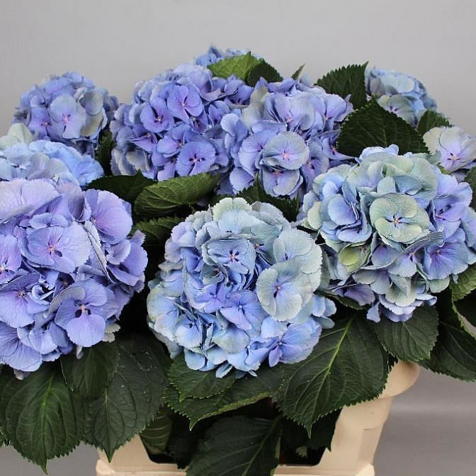 Hydr Z Elbtal Blue X5 - 50cm