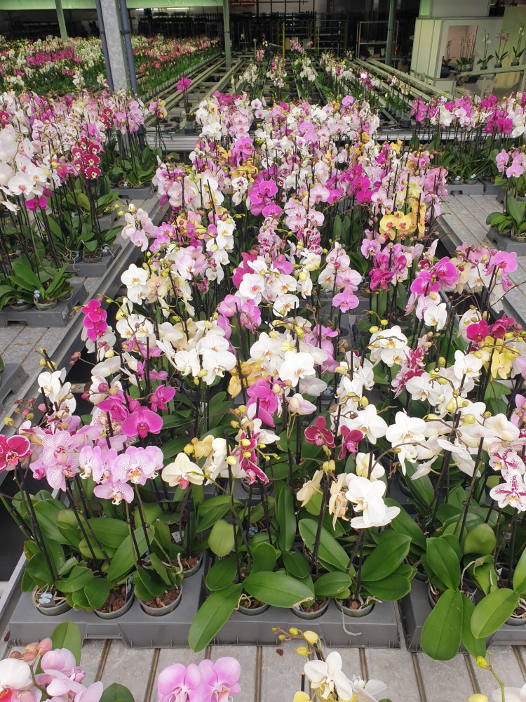 Phal A2 1-tak Sion Mix 12/55