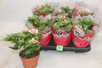 Bouardia Amora Surprise12/25