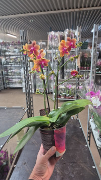 Phal A2 2/3-tak Budda 12/35