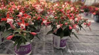 Fuchsia Sacha 510/25