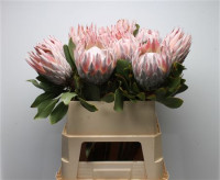 Protea Cylindrica Ayoba A Ice  X5