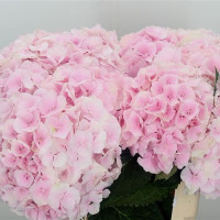 Hydr S Verena Pink 65 cm X5 Holland