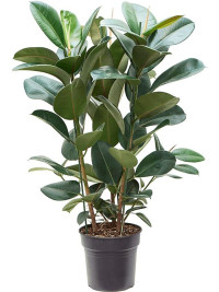 Ficus Elastic Robusta 3 pp 24/100
