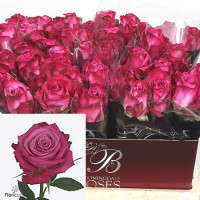Rose i2i 50 sm