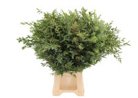 Eucalipt Parvifolia Italia 70 sm