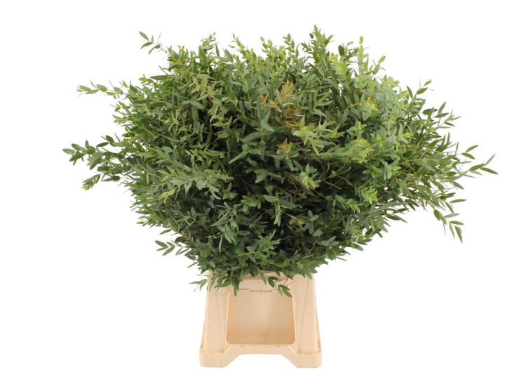Eucalipt Parvifolia Italia 70 sm