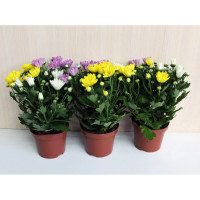 Chrysanthemum Mix 9/25