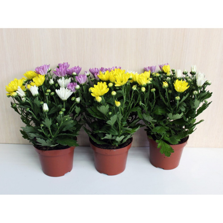 Chrysanthemum Mix 9/25