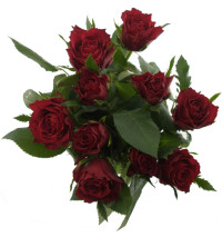 Rose Mandy 40 sm