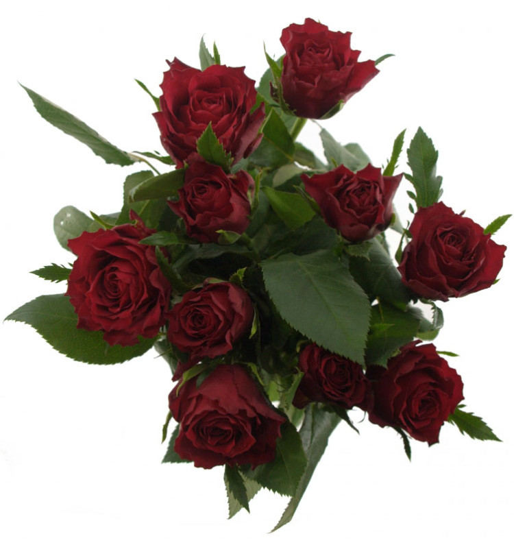 Rose Mandy 40 sm