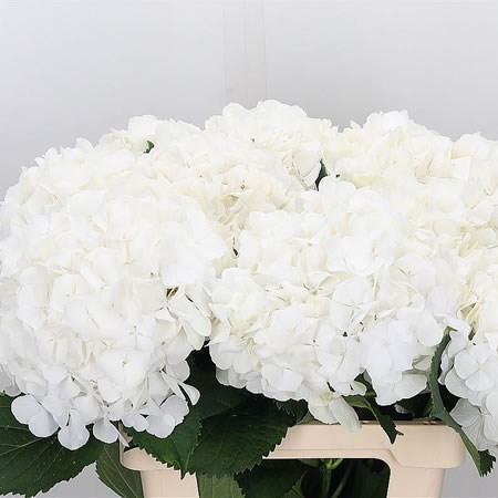 Hydr S Verena White X5 -65cm