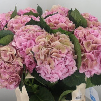 Hydr S Elbtal Classic X5 - 60cm