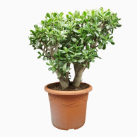 Crassula 21/40