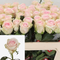 Rose Revival Sweet 80 sm