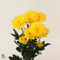 Chr T Euro Yellow