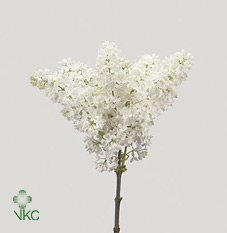 Syr V Mme Fl Stepman 2 Kop
