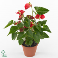 Anthu An Baby Red