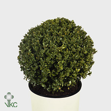 Buxus Semp Bosjes