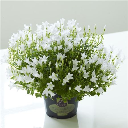 Campanula Port Ice Wit (clock)