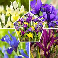 Iris Mix 9/15 - Iris Mix 12