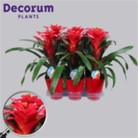 Guzmania Optima Rood Luxe Keramiek (decorum)