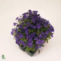 Lobelia Compacta Blauw