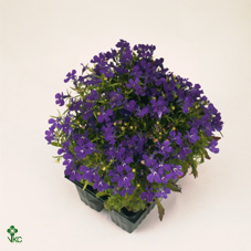 Lobelia Compacta Blauw