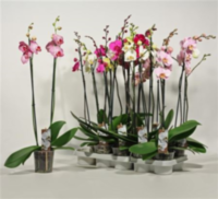 Phal 2-tak (clock)