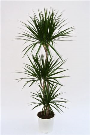 Dracaena Marginata 4pp 27/140