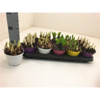 Bolbloemen Mix 12/25