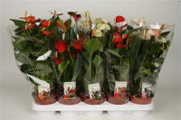 Anthurium Mix 14/40