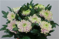 Chr G Rossano Charlotte X10