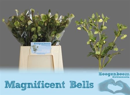 Helleborus White