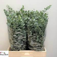 Eucalipt Cinerea Albenga Large 60 sm