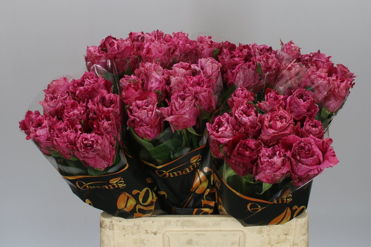 Rose Crazy Eye 50 sm