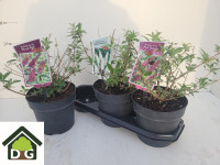 Buddleja Davidii Mix 9/25