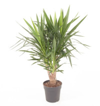 Yucca Vertakt 17/75