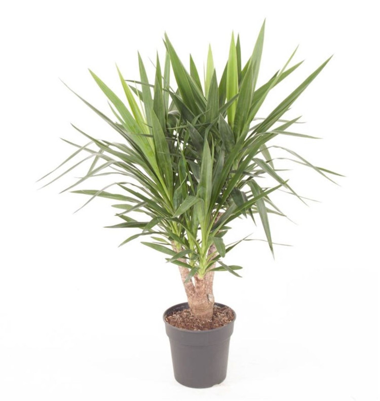 Yucca Vertakt 17/75
