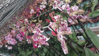 Phal 1-tak VG Mix 12/50