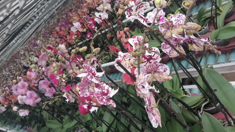 Phal 1-tak VG Mix 12/50
