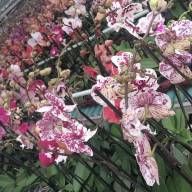 Phal 1-tak VG Mix 12/50 - IMG-20240627-WA0018
