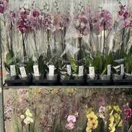 Phal 1-tak VG Mix 12/50 - зображення_viber_2025-04-10_18-07-59-752