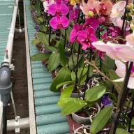 Phal 1-tak VG Mix 12/50 - зображення_viber_2025-06-04_13-59-43-133