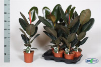 Ficus Lyrata Stam 27/140